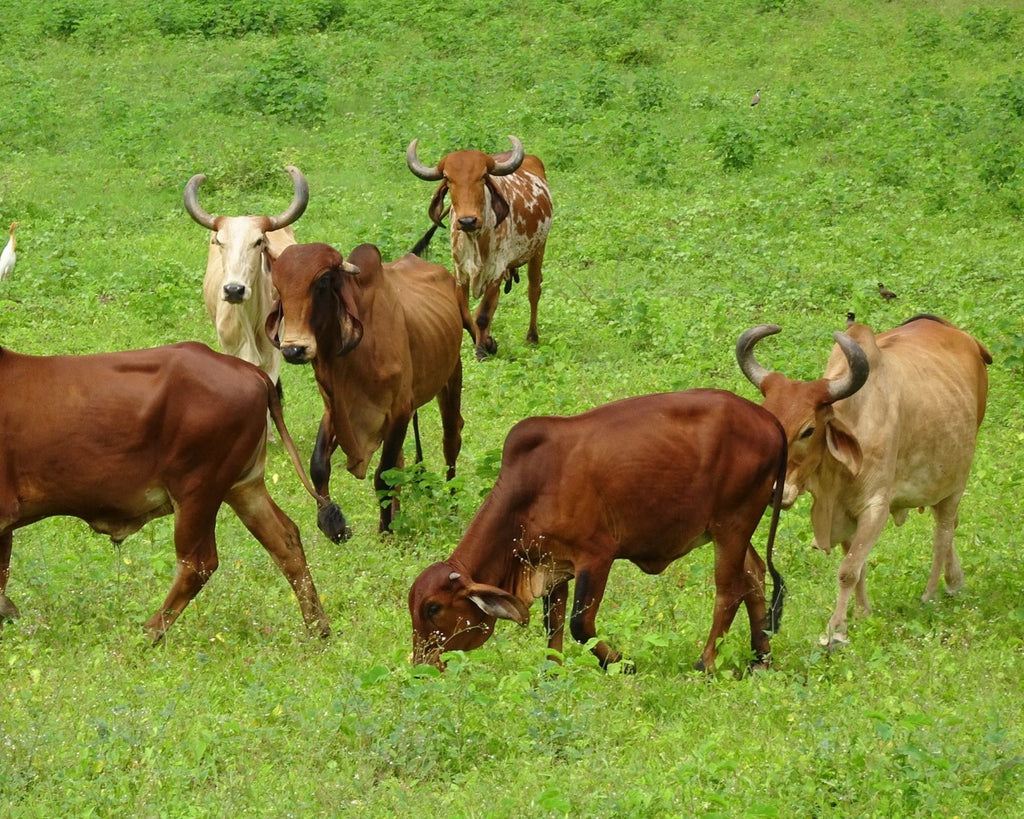 Gir Cows | Cruelty free farm