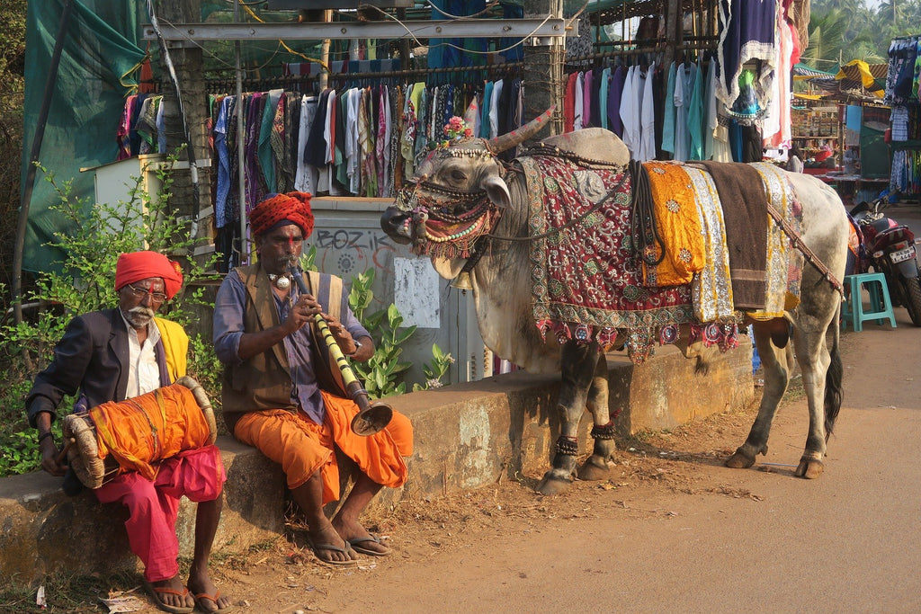 Pola - the Indian festival for bulls